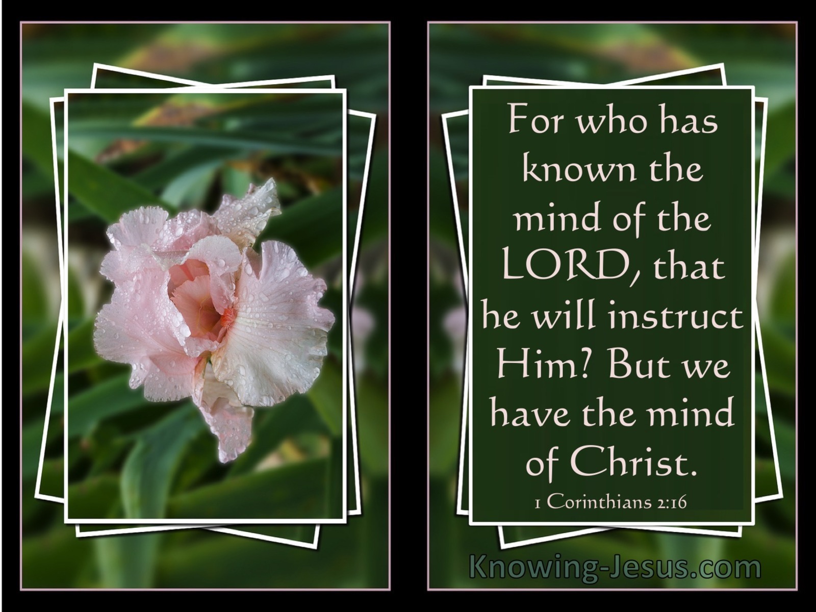 1 Corinthians 2:16 We Have The Mind Of Christ (pink)